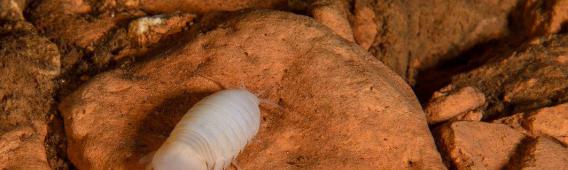 Creaseriella anops endemikus víziászka (Cenote Kampepen)